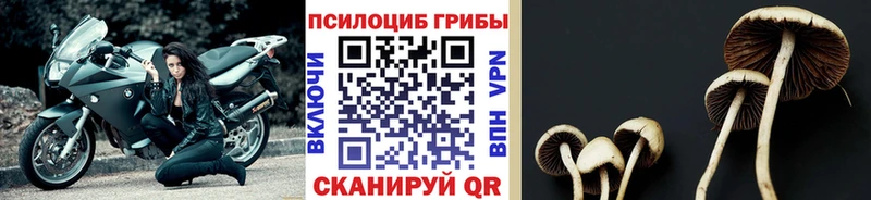 Купить  Лагань  Псилоцибиновые грибы Psilocybine cubensis 